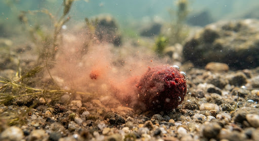 Macro photo of dark red boilie dissolving in crystal clear wild lake water, leaving attractive scented cloud of krill and amino acids around underwater gravel bed.