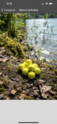High-visibility bright fluoro yellow popup boilies Pineapple and Butyric resting near a clear freshwater lake bank, natural sunlight glinting off water, earthy moss background.